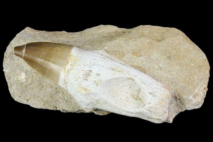 Rooted Mosasaur (Prognathodon) Tooth - Morocco #150163